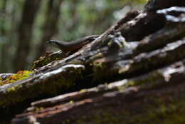 Image of Southern Whiptailed Skink