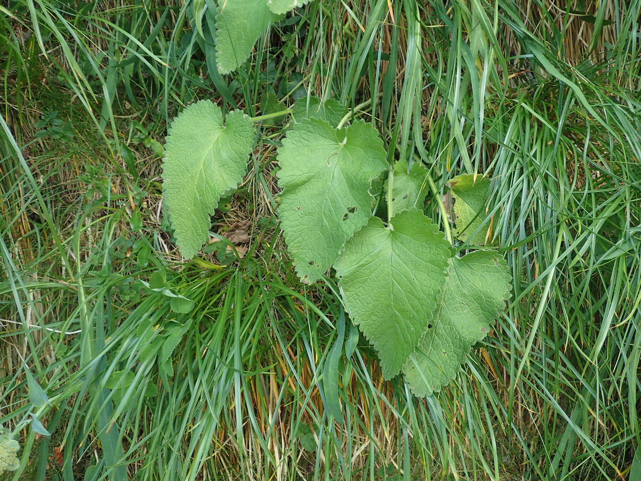 Image of Betonica alopecuros L.