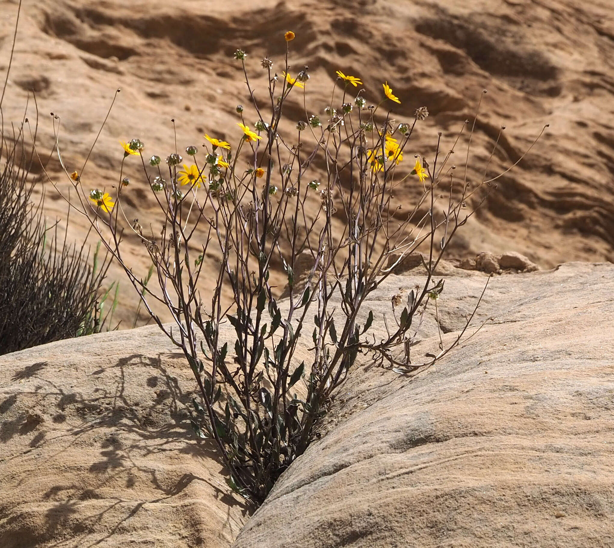 Image of Osteospermum vaillantii (DC.) Norlindh