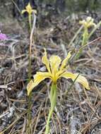 Image of Siskiyou iris