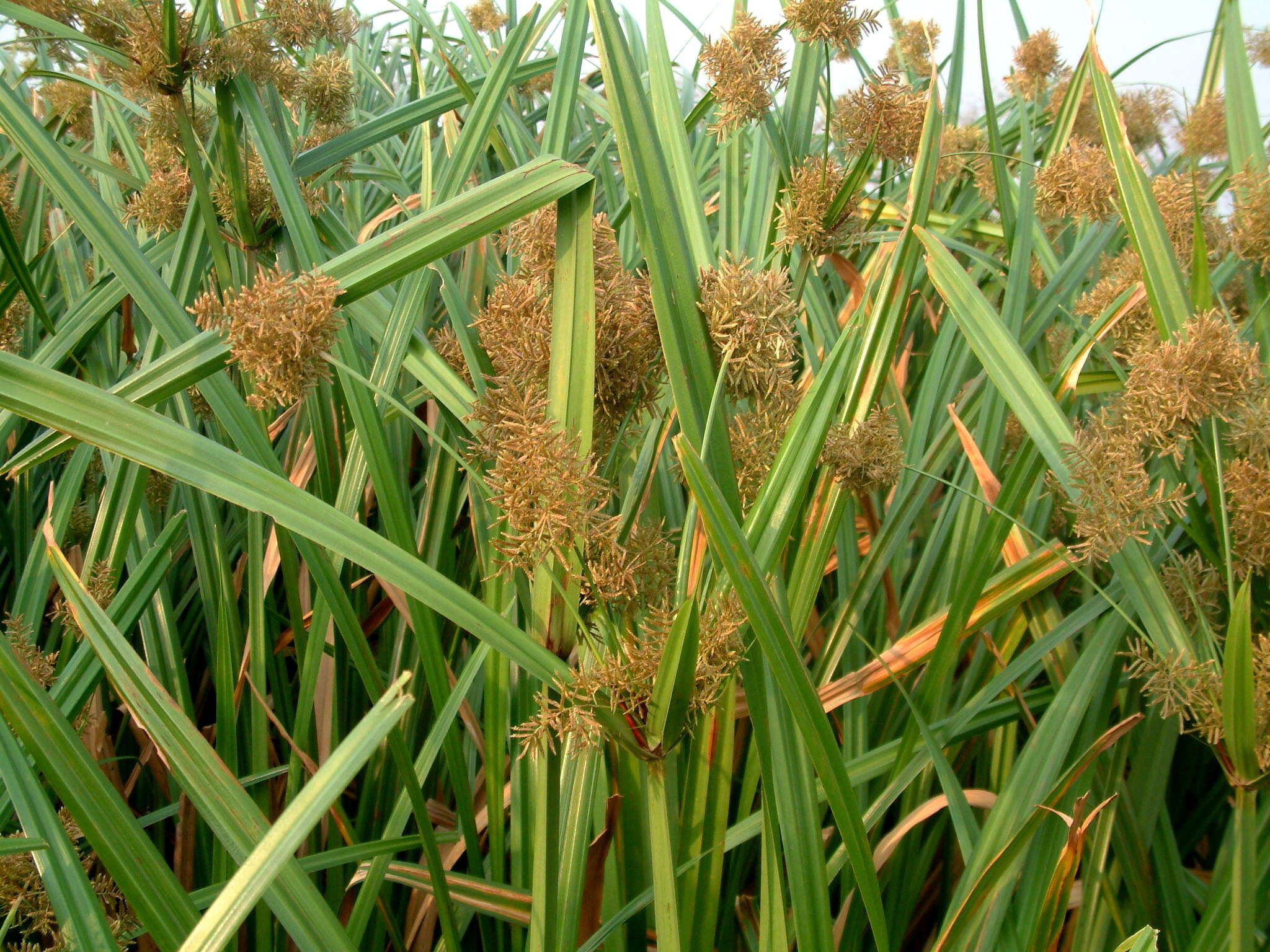 Image of Cyperus latifolius Poir.