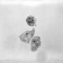 Image de Naegleria gruberi