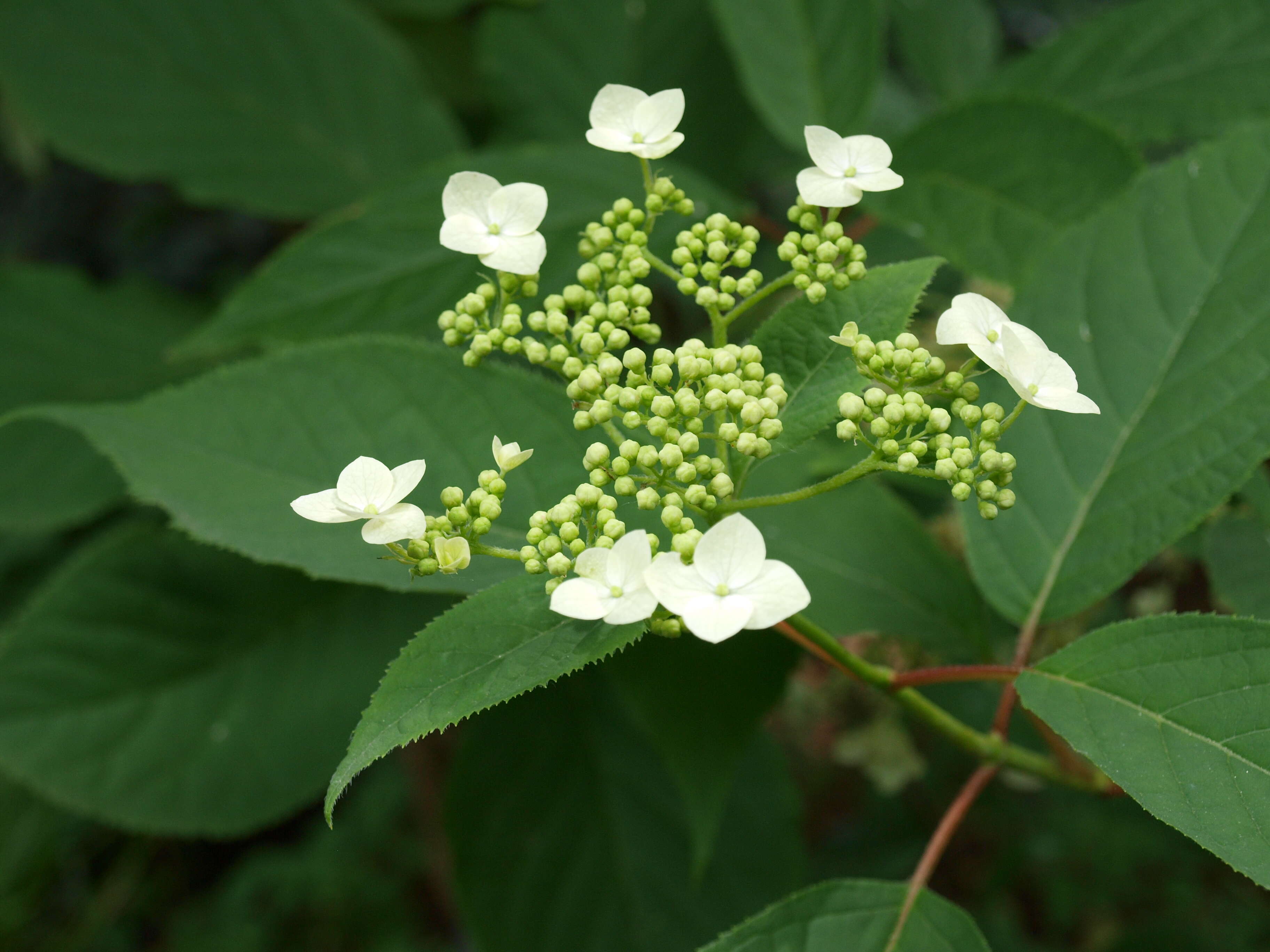 Image de Hydrangea bretschneideri Dippel