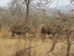 Image of Black Rhinoceros