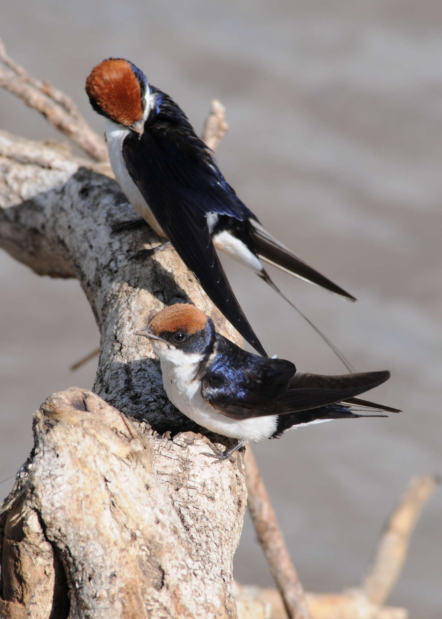 Image of Wire-tailed Swallow