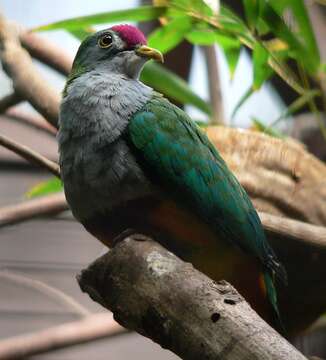 Image of Beautiful Fruit Dove