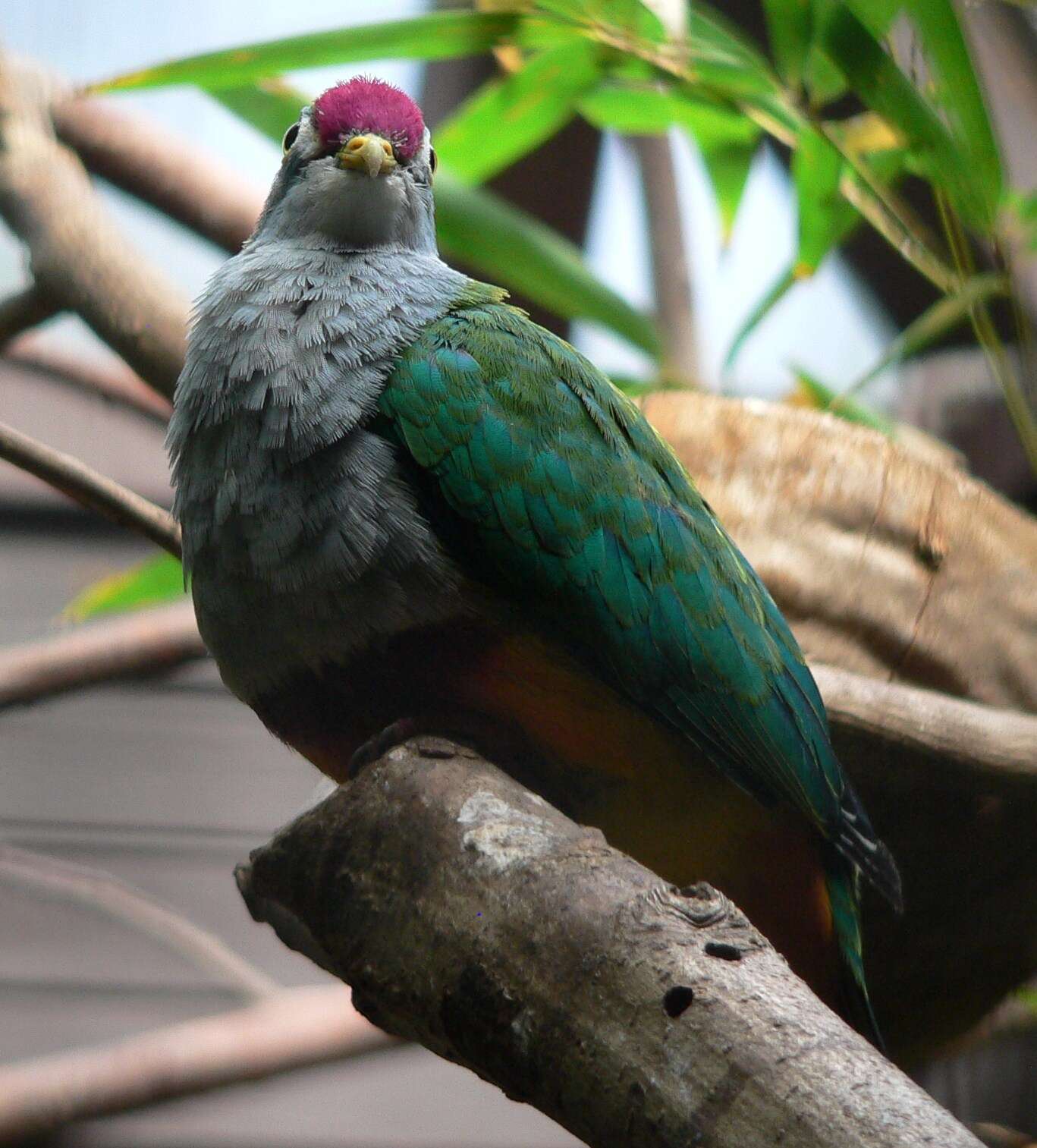 Image of Beautiful Fruit Dove