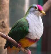 Image of Beautiful Fruit Dove