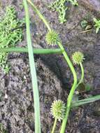 Image of Floating Bur-reed