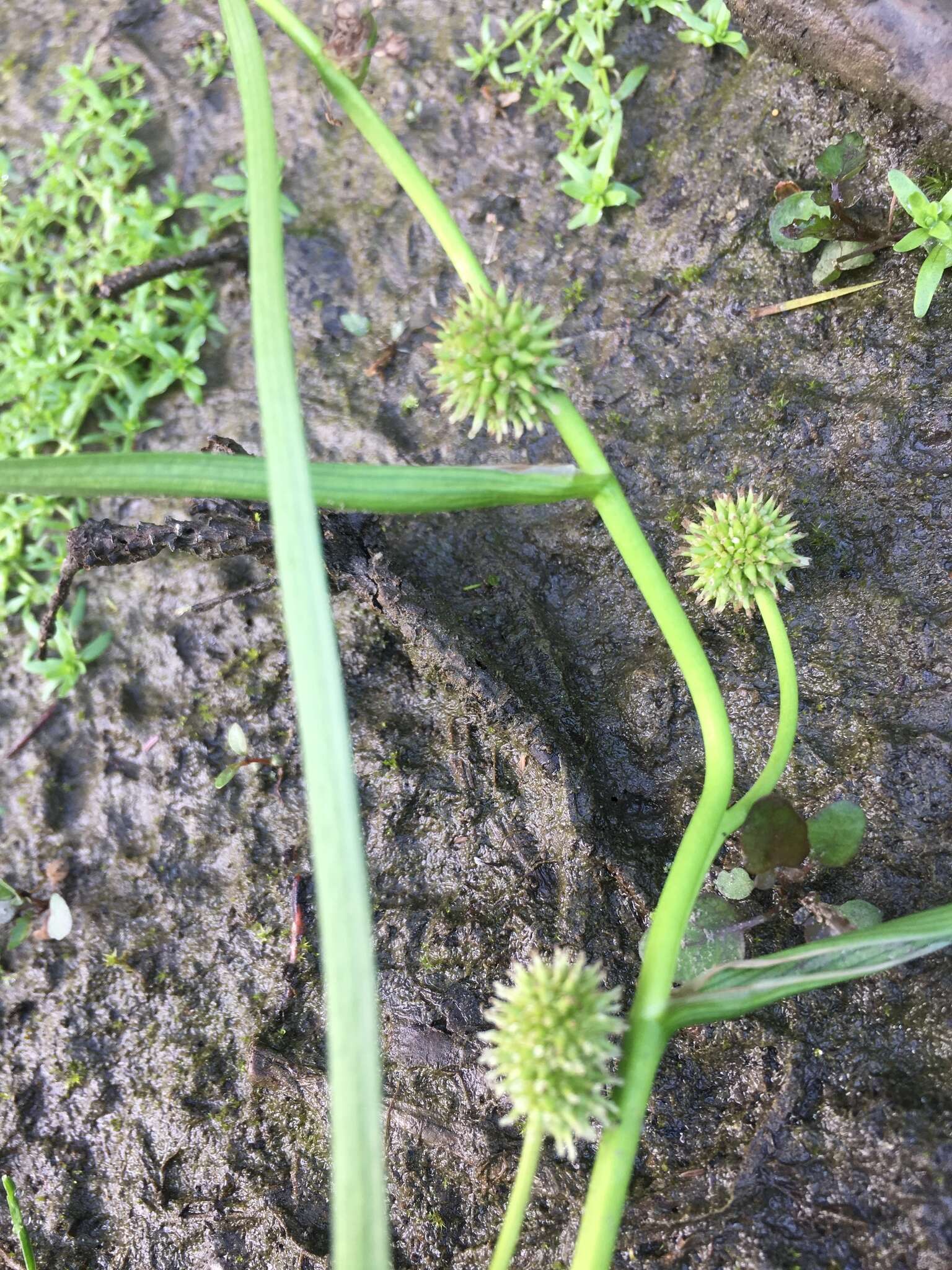 Image of Floating Bur-reed