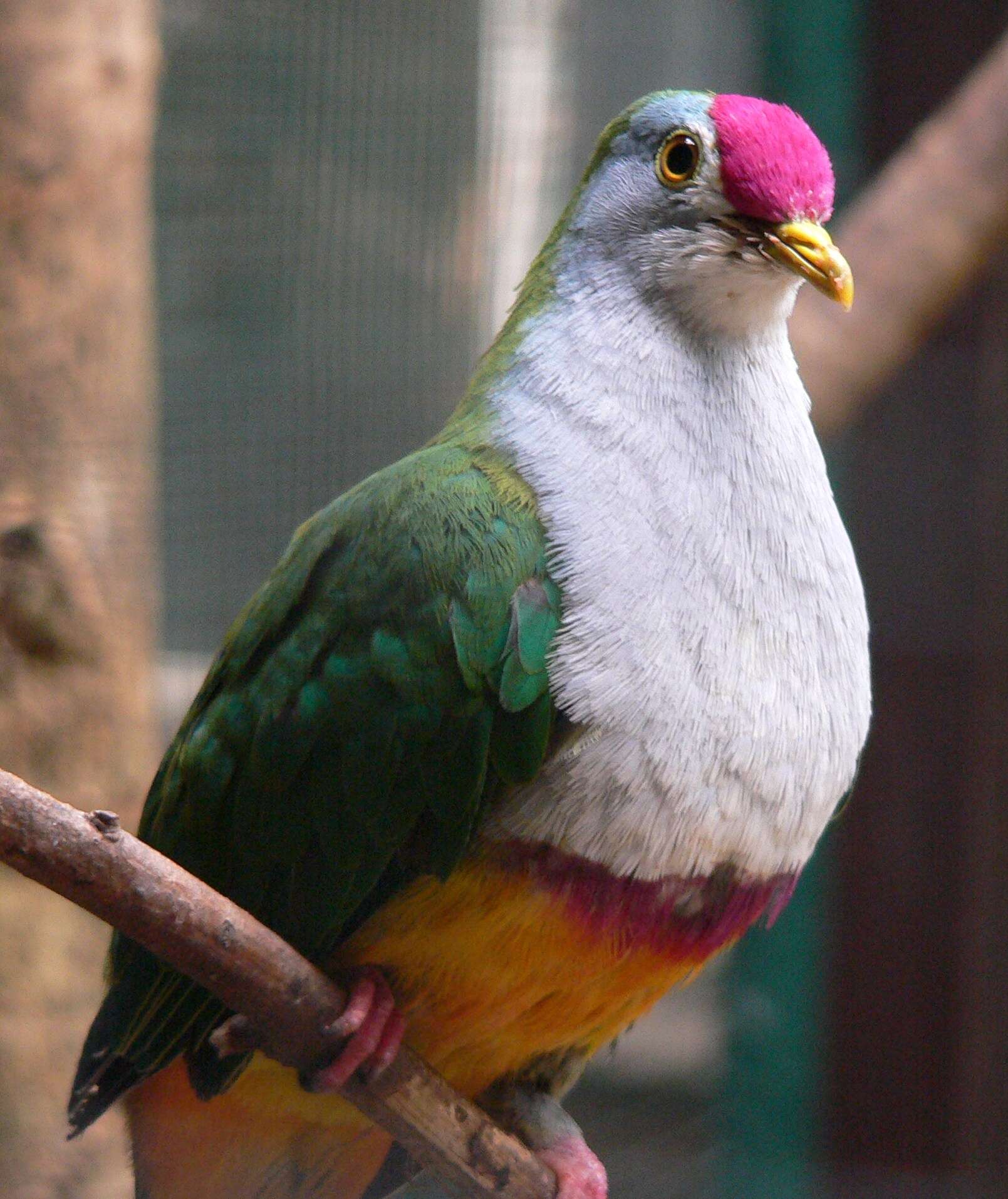 Image of Beautiful Fruit Dove