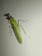 صورة Tropidomantis (Tropidomantis) tenera (Stal 1858)