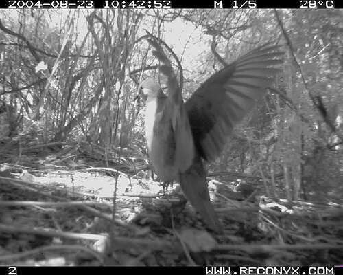 Image of Grenada Dove