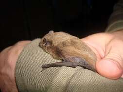 Image of Nathusius' Pipistrelle