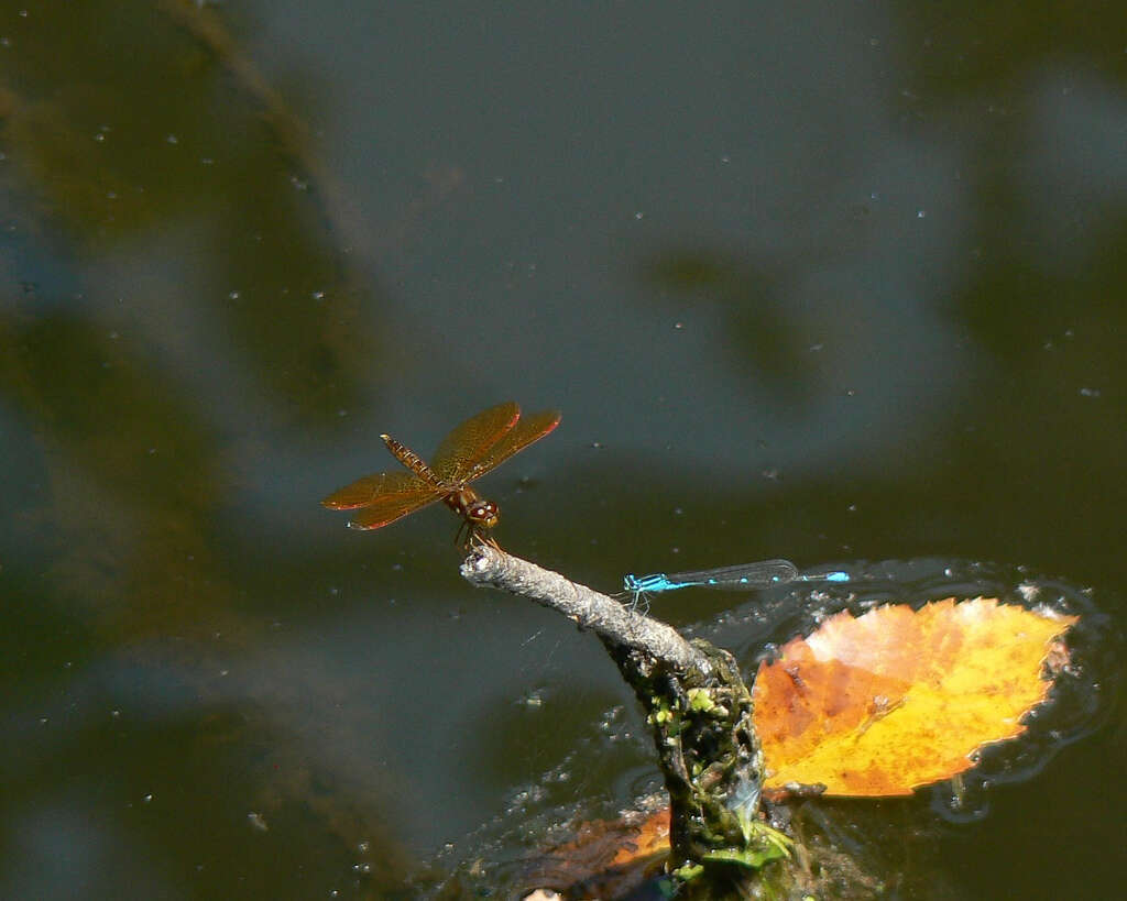 Image of Eastern Amberwing