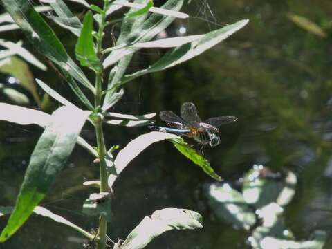 Image of Blue Dasher