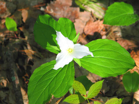 Image of White trillium