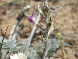 Image of widow's milkvetch