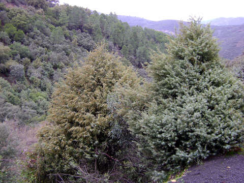 Image of Prickly Juniper