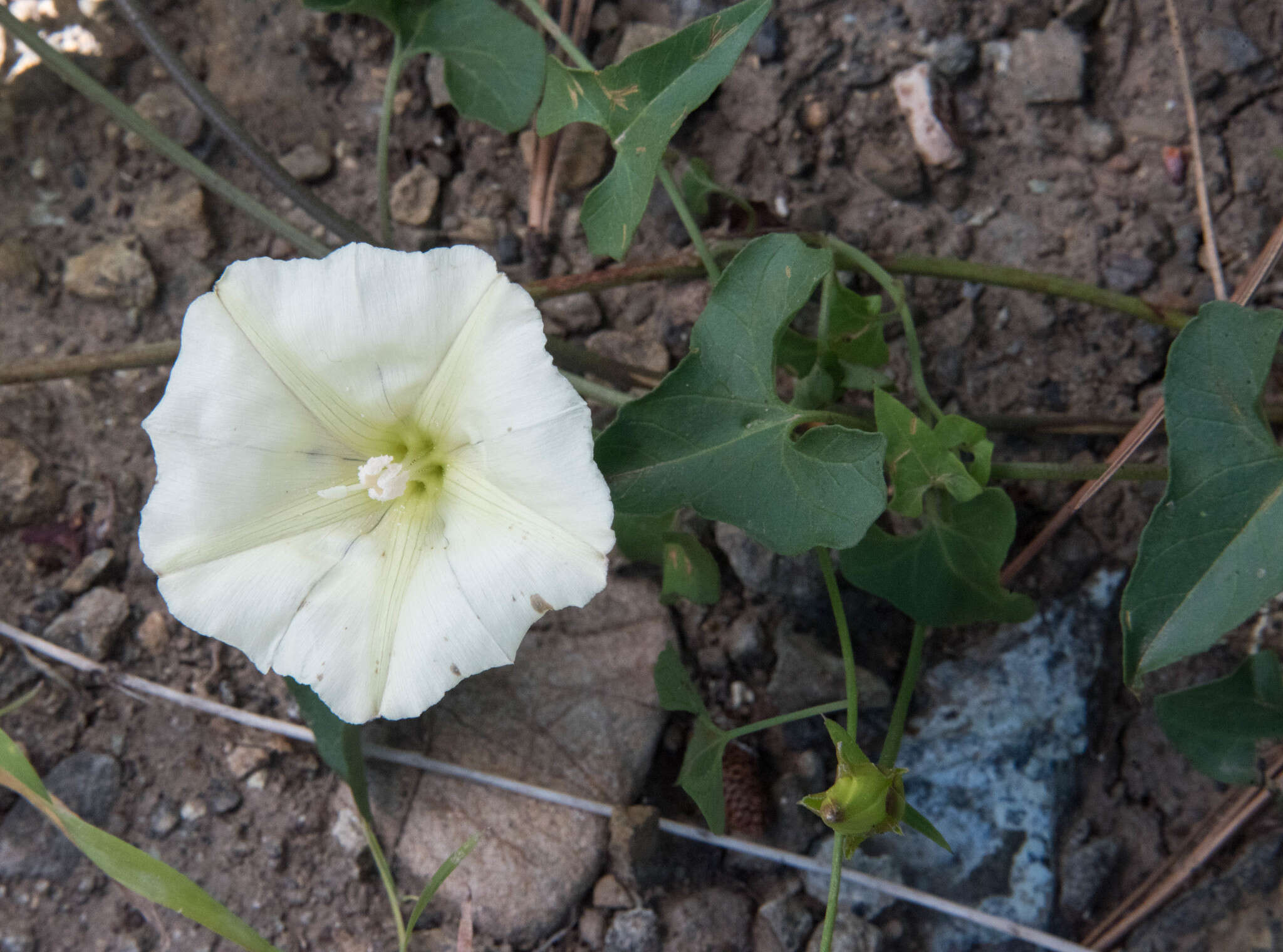 Image of Pacific false bindweed