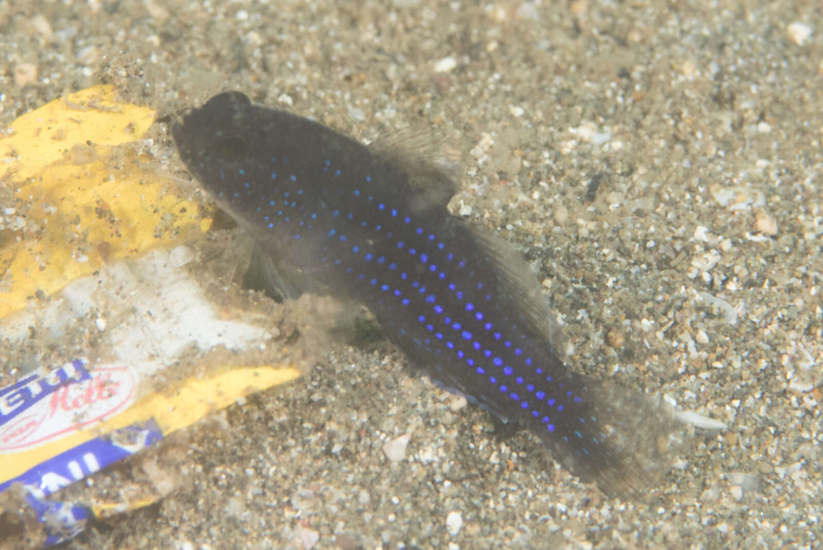 Image of Blue-speckled rubble goby