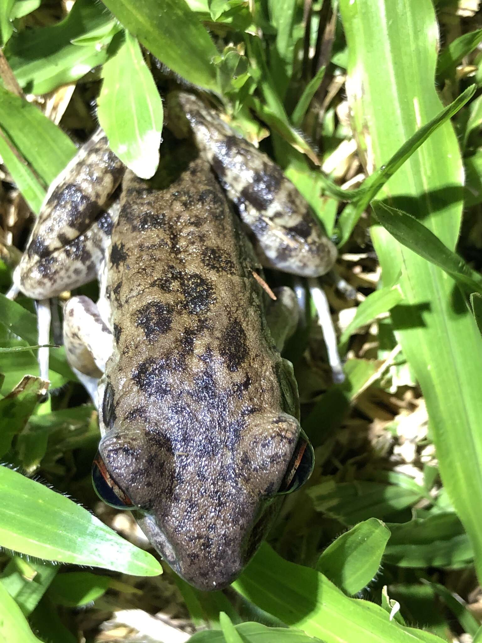 Imagem de Pulchrana glandulosa (Boulenger 1882)