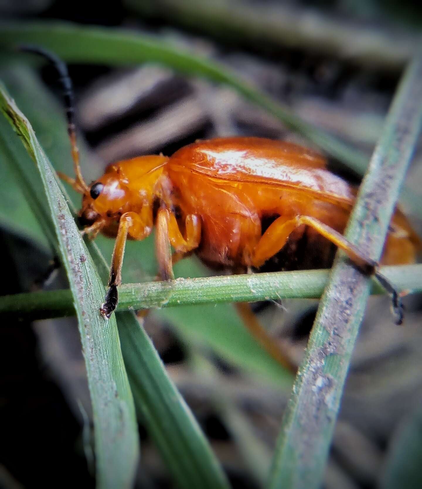 Image of <i>Oides palleata</i>