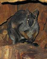 Image of Black-flanked Rock Wallaby