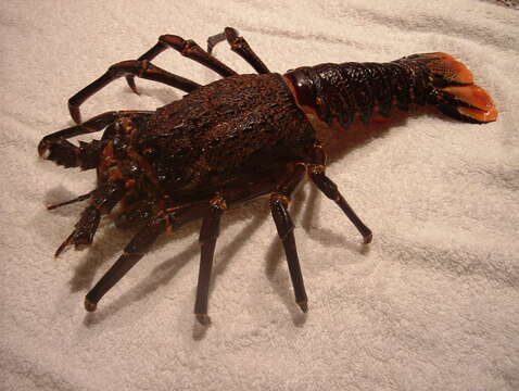 Image of Cape Rock Lobster