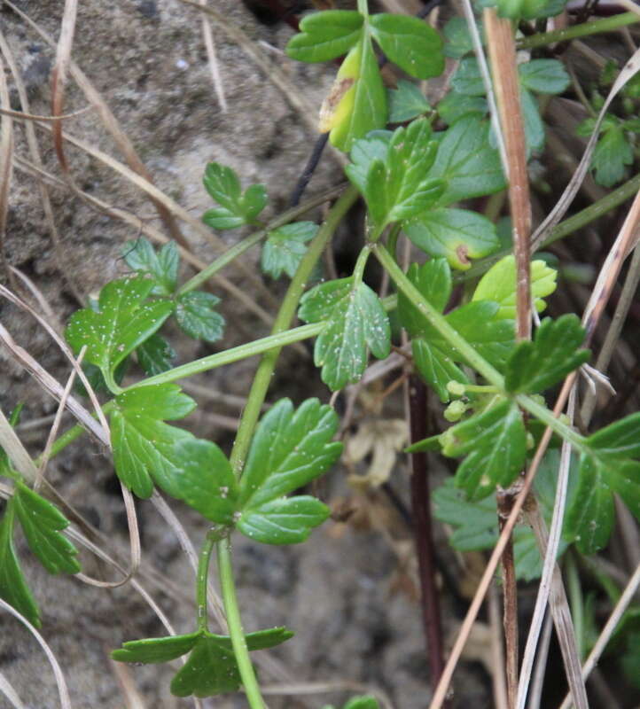 Image de Apium prostratum Labill.