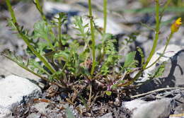 Image of northern groundsel