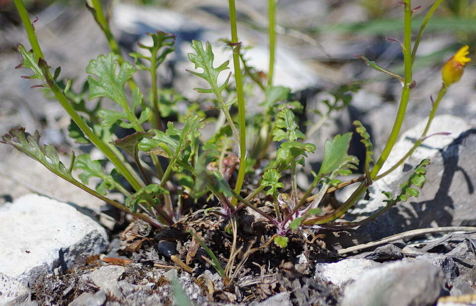 Image of northern groundsel