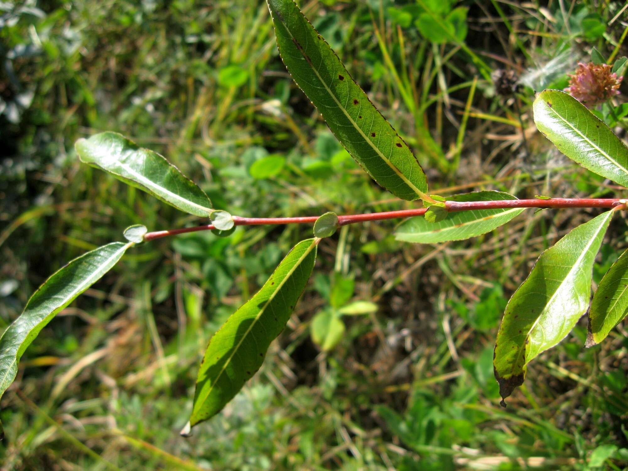 Image of Salix rorida Lacksch.