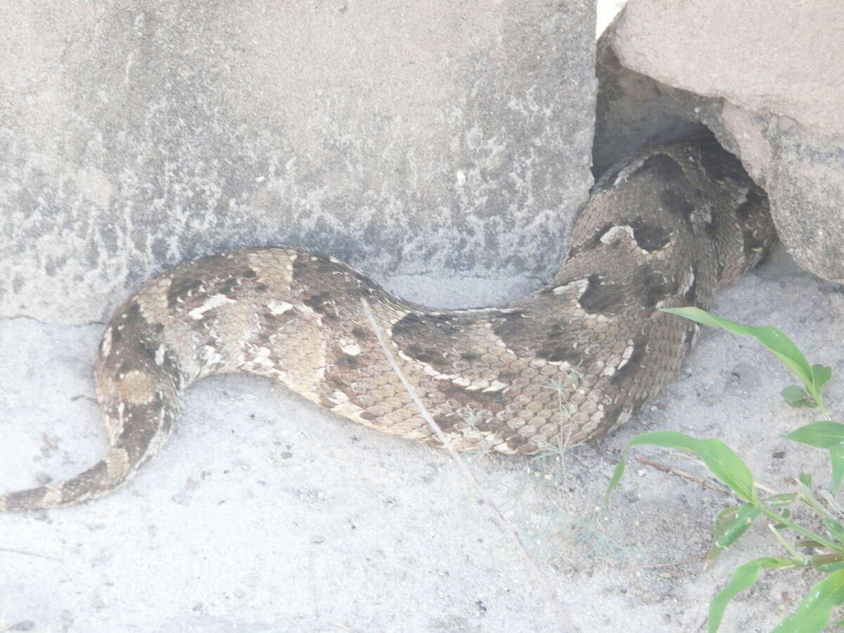 Image of puff adder