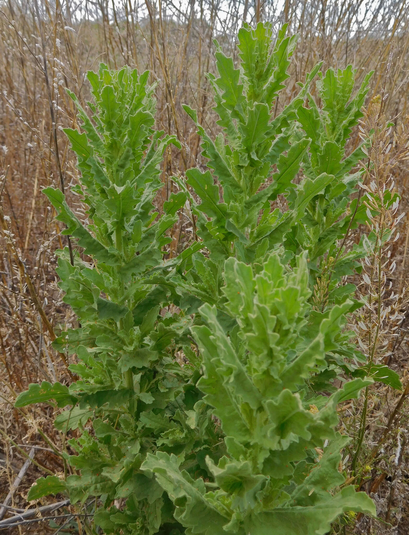 Image of Coulter's Woolwort