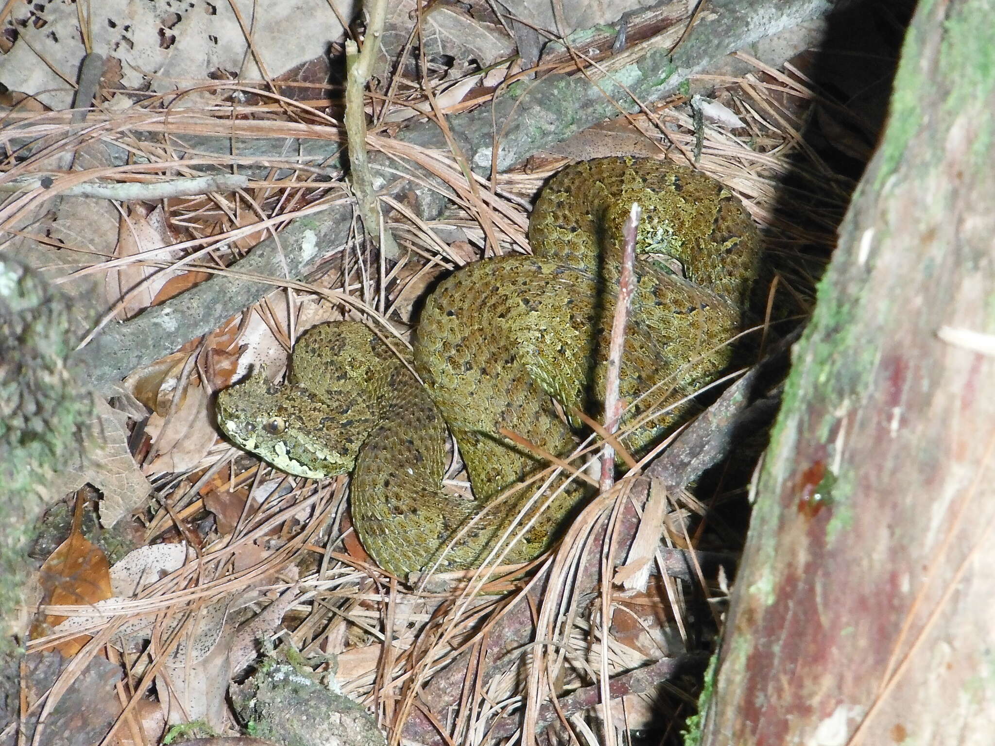 Imagem de Ophryacus smaragdinus Grünwald, Jones, Franz-Chávez & Ahumada-Carrillo 2015