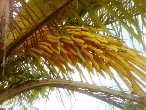 Image of Yellow coconut