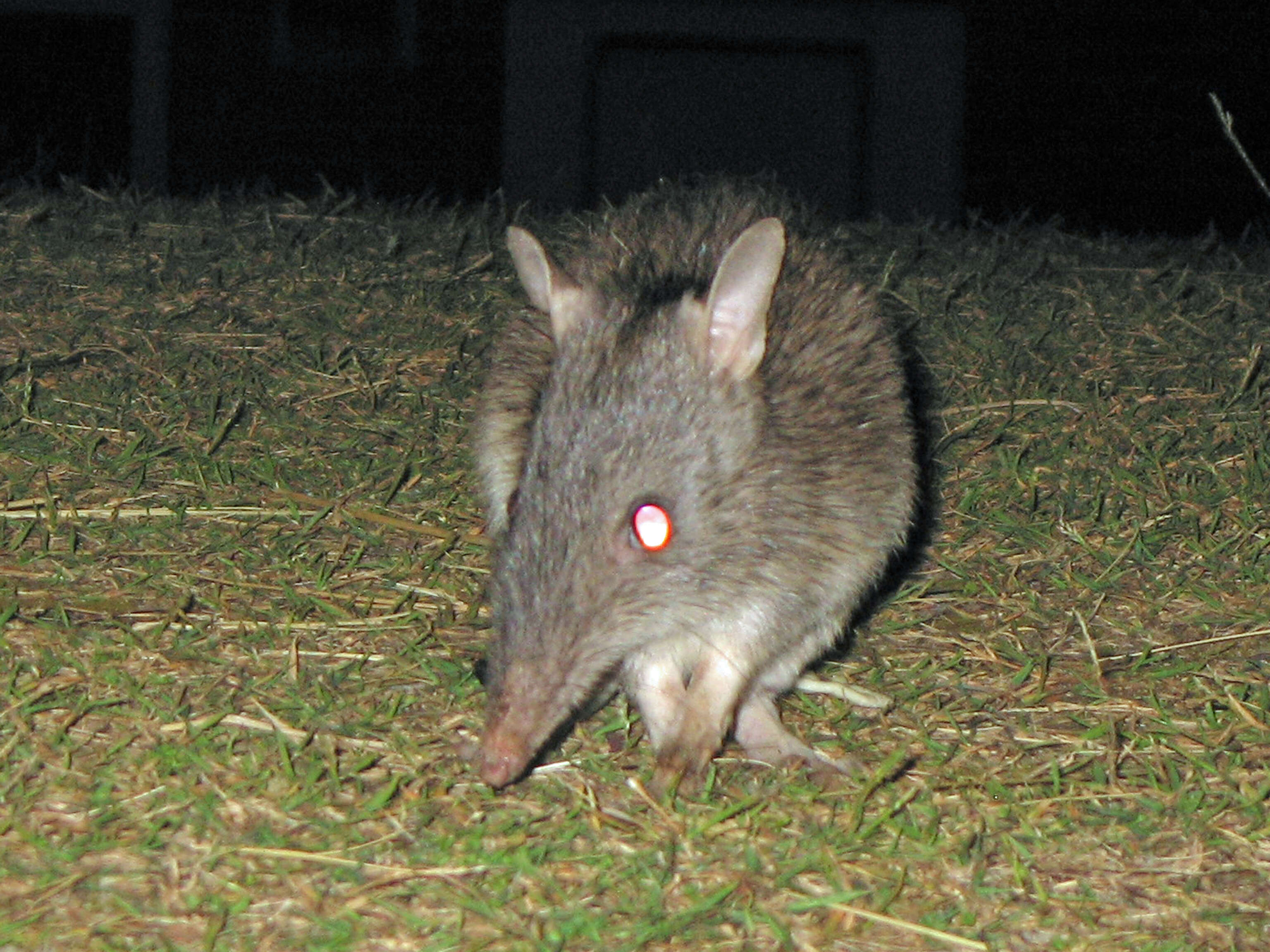 Image of Long-nosed Bandicoot