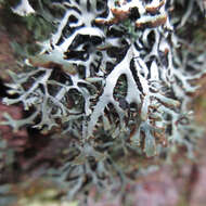 Image of Brownish monk's-hood lichen