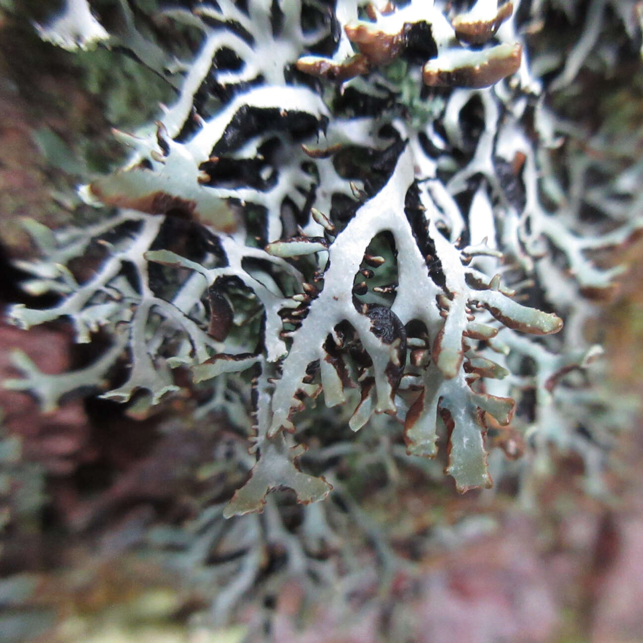 Image of Brownish monk's-hood lichen