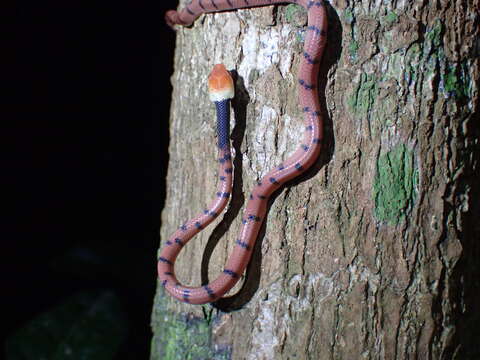 صورة Siphlophis compressus (Daudin 1803)