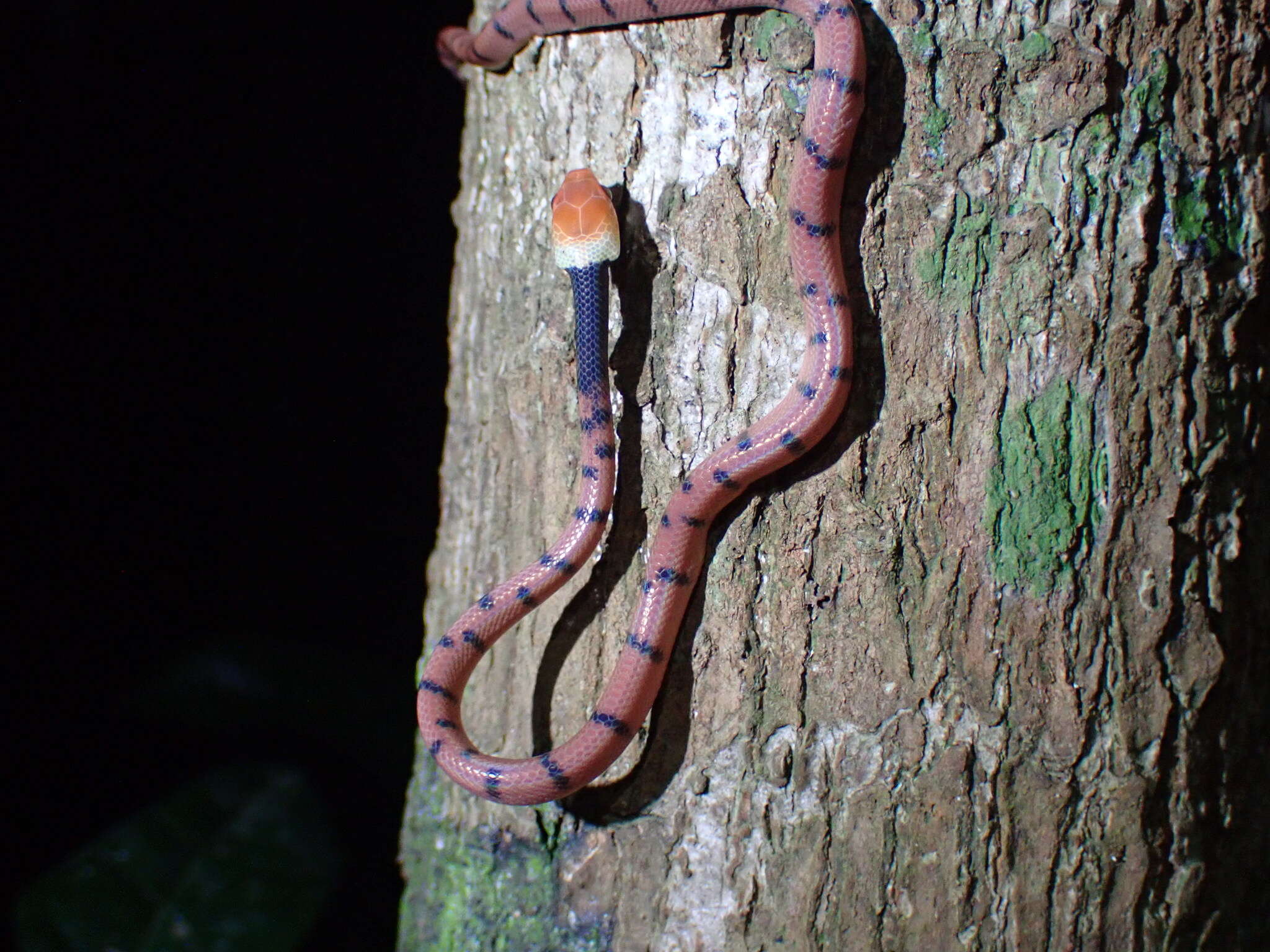 Imagem de Siphlophis compressus (Daudin 1803)