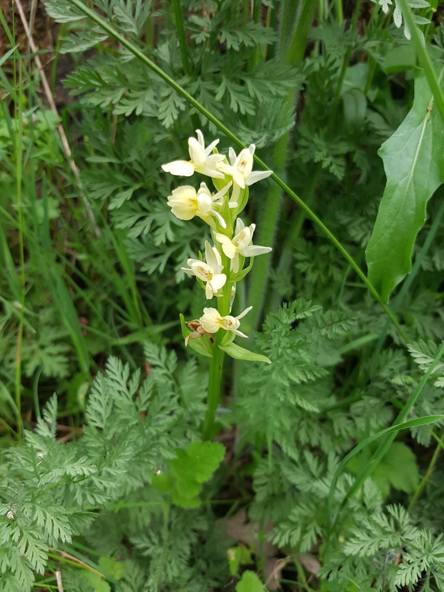 Image de Dactylorhiza insularis (Sommier) Ó. Sánchez & Herrero