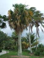 Image of Puerto Rico palmetto