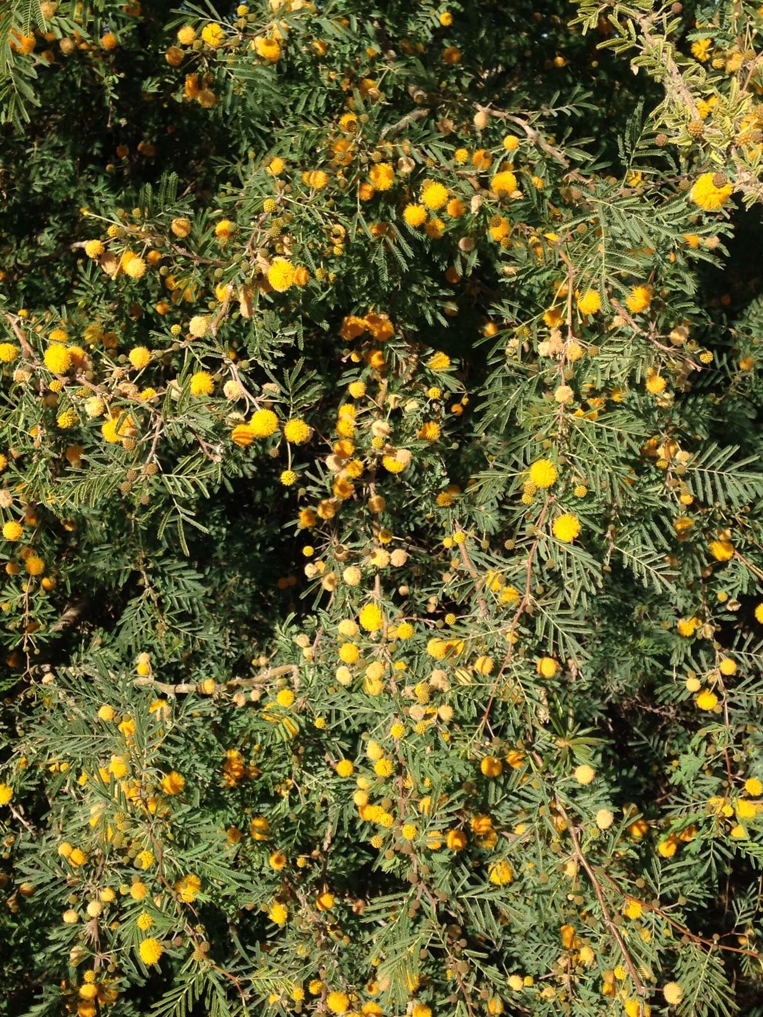 Image de Vachellia farnesiana var. farnesiana