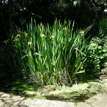 Image of yellow flag, yellow iris