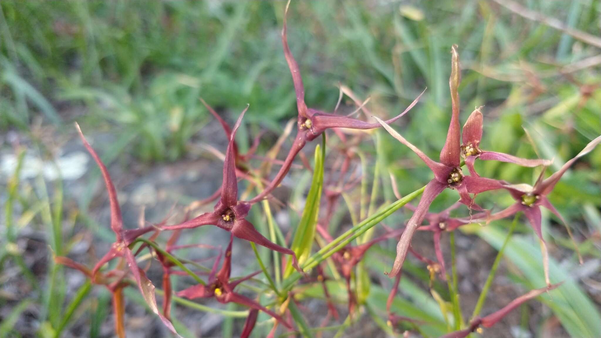 Image of Gilliesia atropurpurea