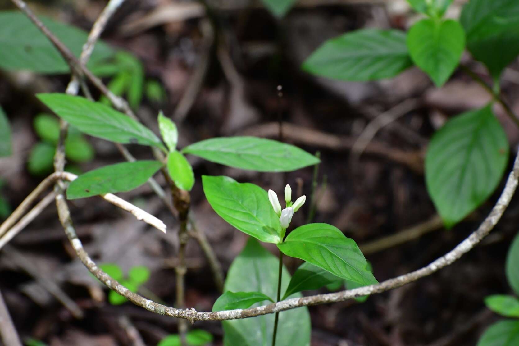 Image de Spigelia scabra Cham. & Schltdl.