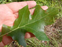 Image of Polystepha globosa (Felt 1909)