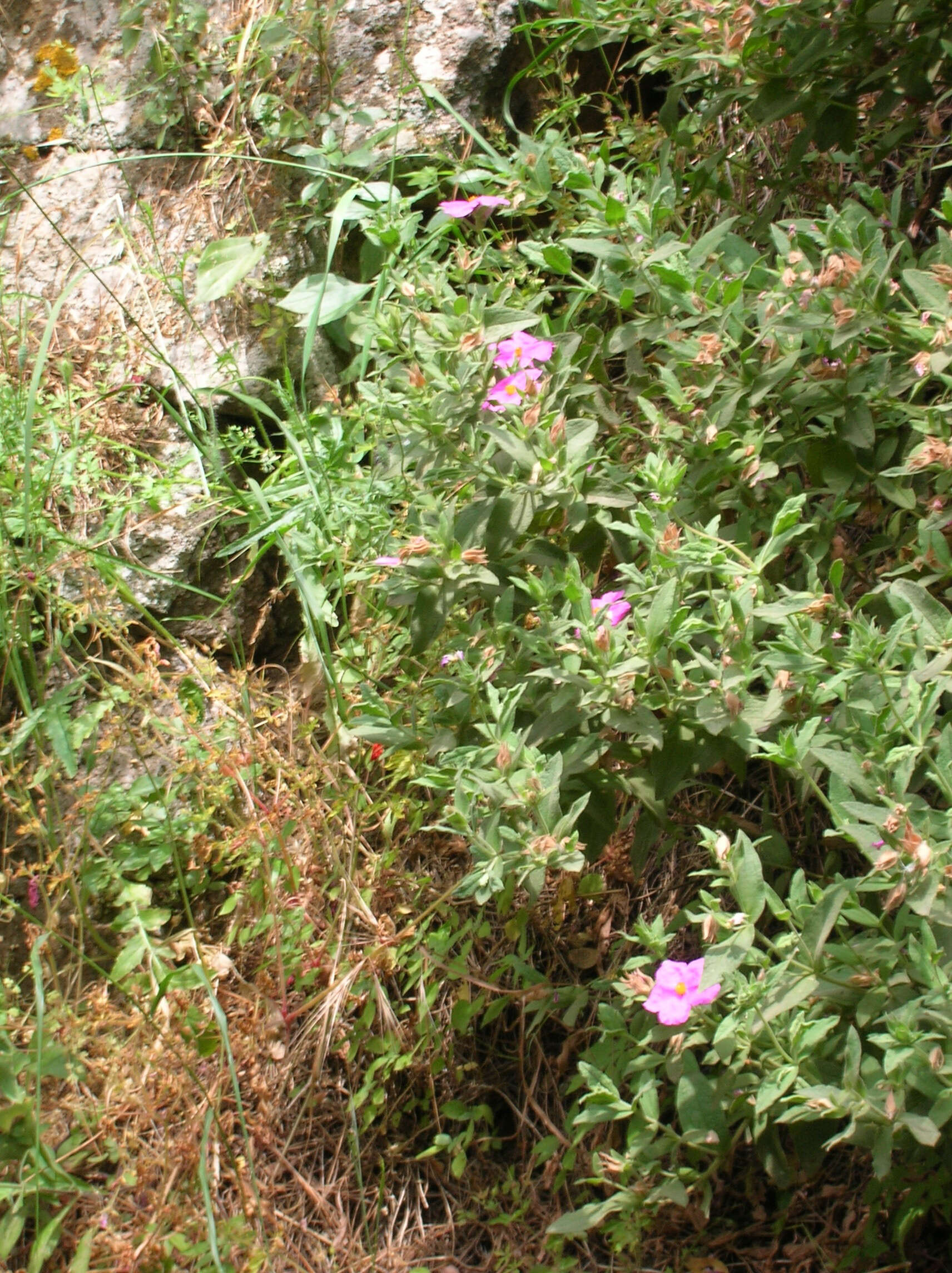 Image of Cistus creticus L.